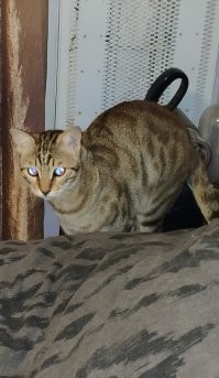 А у меня один котик именно так и развлекается, как собакель - носится за мягкой матерчатой палкой, и приносит в зубах ко мне, и так по 20 раз ))) присёлок приносит прям в руку, а не куда то рядом. Как он это научился делать - ума не приложу, но он вообще с отклонениями немного, именно как собачка у меня : приходит, на руки проситься, как дитё, поднимая лапки, глаза отсвечивают, как диски СД, просто инопланетное чудо))) вот он на фото, а видео нужно выставить , позже.