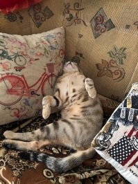 А у меня один котик именно так и развлекается, как собакель - носится за мягкой матерчатой палкой, и приносит в зубах ко мне, и так по 20 раз ))) присёлок приносит прям в руку, а не куда то рядом. Как он это научился делать - ума не приложу, но он вообще с отклонениями немного, именно как собачка у меня : приходит, на руки проситься, как дитё, поднимая лапки, глаза отсвечивают, как диски СД, просто инопланетное чудо))) вот он на фото, а видео нужно выставить , позже.