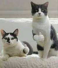 Девушка решила снять на видео стойку на руках, но её плану помешал кот