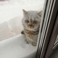 - Ты впустил кота?
- Я думал, ты впустила...