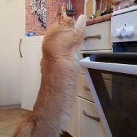 Классный котейка!  

З.Ы. Это мой похититель колбасы! Зовут Себастьян!