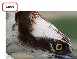 Нет такой птички!