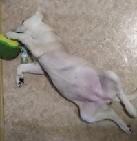 Ну извините, что не американец, тоже взяли с приюта фото от 20.12.2021 и 04.02.2022