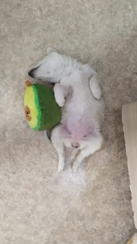 Ну извините, что не американец, тоже взяли с приюта фото от 20.12.2021 и 04.02.2022