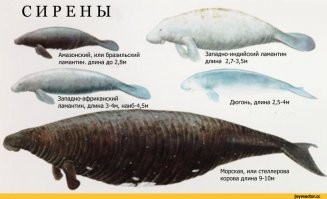 Стеллерова корова истреблена к 1768 году.