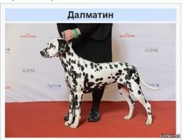 101 - Далматин!!! Нет породы далматинец. Dalmatian - Dalmatians это лишь множественное число в английском языке.