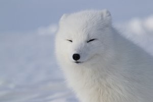 Полярная улыбка

фото - моё. Ямал 2017