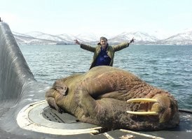 Это не наш медведь !!!!! 
А вот морж НАШ Русский ..