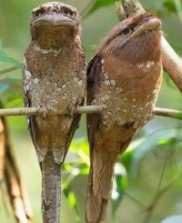 25 потрясающих фотографий дикой природы