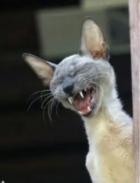 Стратегия Василия