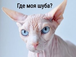 15 фотографий, которые доказывают, что животные - это те же люди, только в шубах