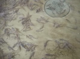 Самая дорогая - это белая икра от белуги-альбиноса, примерно 20к баксов за кило. Сейчас их пытаются разводить на осетровых фермах, но дело очень долгое и затратное. Был на на такой ферме, вот такие вот они (маленькие еще, до икрометательного возраста - 25 лет минимум должно пройти)