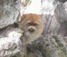 Ты еще к этому коту не подходил.