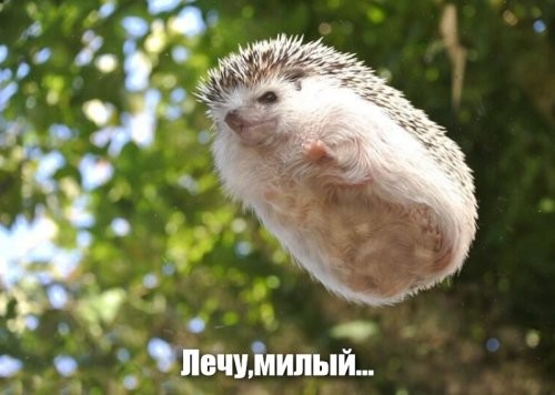 Эти забавные ёжики
