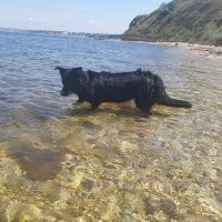 Здоровья вашему другу и долгих лет! Собаки - это счастье. Абсолютно согласна с собакотерапией. Сейчас крайне тяжелый период в жизни и, когда вечером моя принцесса приходит спать ко мне, на душе легче делается. Да и польза ощутимая. Иначе редко себя заставишь в любую погоду выйти на улицу и погулять пару часов. А так и нагрузки, и закалка. Плюс новые знакомства и общение с собачниками. 
Немца к сожалению уже нет с нами, а подобранная принцесса греет душу.