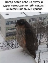 Что это за птица, ко мне периодически прилетает, все мелкие птички сразу пропадают!)