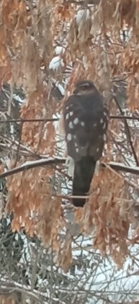 Что это за птица, ко мне периодически прилетает, все мелкие птички сразу пропадают!)