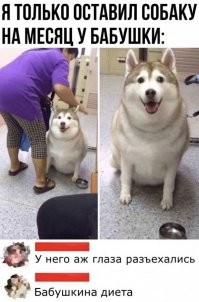 Приключения Жиробарсика