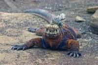 Ситуация напомнила рассказ. 

...Другу подарили игуану. Но, он так, воспринимал ее, как предмет интерьера: кормил, поил без какой-либо лирики.


И вот в один из дней она его за палец цапнула.

Первая реакция - "... ща я те ... как!..", а потом смотрит, а она так на него преданно грустно смотрит,

из аквариума вылезла и давай таскаться за ним по всему дому ни на шаг не отходит, в глаза заглядывает:

"Прости мол, хозяин, прости". Он аж расчувствовался.

С утра просыпается, а игуана рядом с ним сидит... всю ночь не отходила, смотрит грустно.

Приятель так проникся, какой чуткий и заботливый у него питомец. Однако палец у него не проходил и к тому же опух. Он игуану в охапку и к доктору. Там и выяснилось, что этот вид игуан ядовит, только яд у них очень слабый, поэтому они, сначала кусают, а потом тупо таскаются за жертвой и ждут пока та сдохнет.