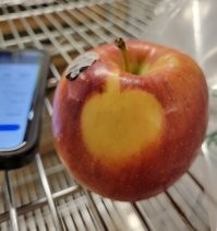 Всё верно. Второе яблоко загораживало от этого солнечные лучи.