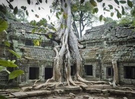 Та Пром, Камбоджа.