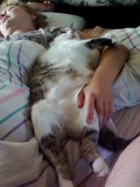 Котики - хищники, но не высшего порядка, поэтому они как и нападать (даже играючи) предпочитают из засад, так в случае чего - прячутся в "норку". Отсюда привычка залазить во всякие щели, коробки, проёмы.
Однако кот так же может спокойно спать рядом с тем кому доверят, и знает что  эта "лысая обезьяна" в случае чего - отгонит от него любые беды :) А если кот ещё и на спине спит, оголив одну из самых уязвимых частей своего тело - свой живот, значит он вообще пребывает в таком душевном спокойствии и чувстве безопасности, что даже врождённые инстинкты самосохранения притупляются.