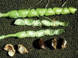 Такую имеешь ввиду?