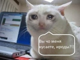 Поставила на место: кот пожалел, что укусил хозяйку