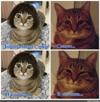 Добро в мелочах: мужчина помог коту попасть домой
