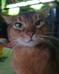 Что она кожаная мразь себе позволяет???