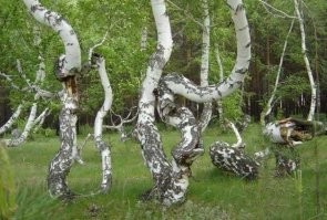 Чертово логово, Пьяная роща. Свойства и природу Чертова логова ещё долго не смогут объяснить специалисты, так же, как и не смогут найти противоядия всему тому, что творится в этой зоне. Подскажите, например, местным механизаторам – как провести ровную колею. Каждый раз пропашная борозда, сделанная самым опытным трактористом на Чертовом логове, на следующий день оказывается кривой, как гадюка, коих здесь также полным-полно.