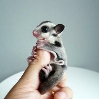 Сахарные поссумы вообще няшки.