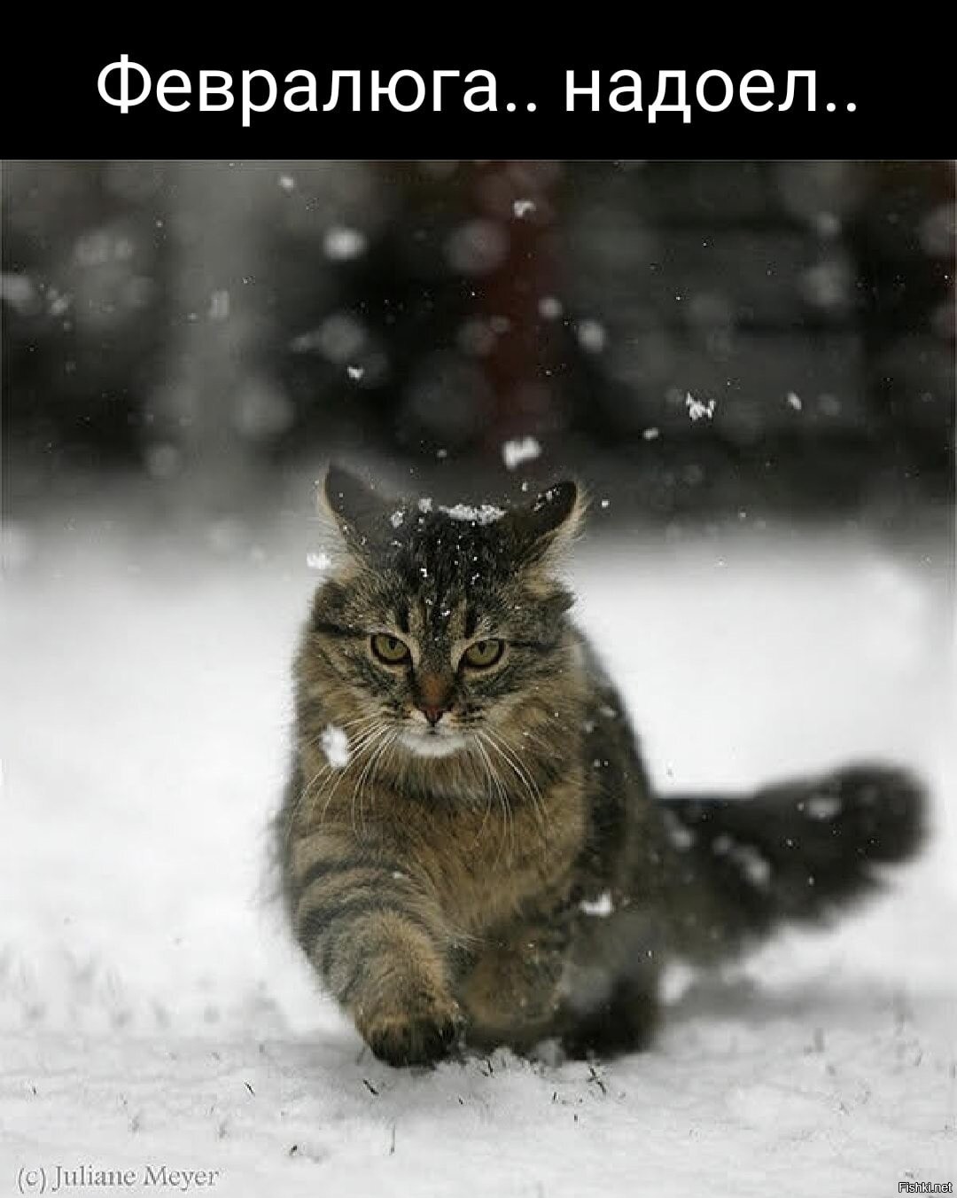 Привет февраль видео. Кот зимой. Кот в снегу. Кот и первый снег. Котенок в снегу.