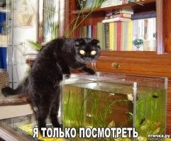 Бедный котик из Цинциннати: - Видит око, да зуб неймёт.
Нашим котам проще ценить изящное: