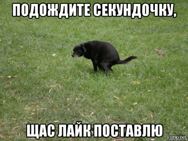 Владелица двух собак потратила на их гардероб около 1,5 миллиона рублей
