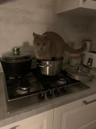 У меня кот пока что малолетний балбес - вот такой суп с котом.