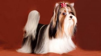 Это биверы... бледные какие-то... окрас ярче должен быть...