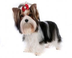 Это биверы... бледные какие-то... окрас ярче должен быть...