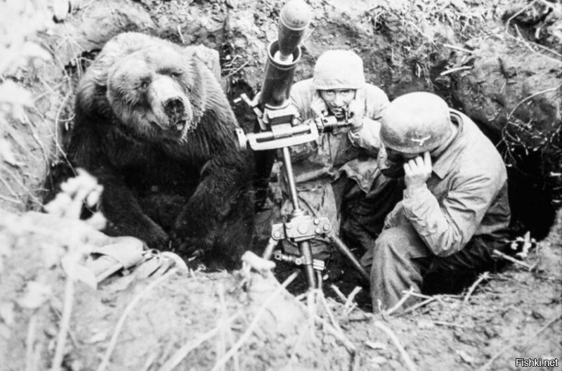 Автор понятно, что фото с медведем фуфельный монтаж. Но у тебя история про польских артиллеристов . Что тут делает 105 мм минометный расчет немецких десантников в Монте-Кассино.
