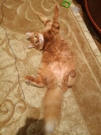20+ любопытных фактов о наших любимцах - кошках