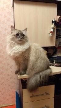 Пушок, он же Пуховик. Не смотрите на ангельские глазки, это сам дьявол во плоти...