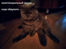 15 фотографий котов, которые впали в экзистенциальный кризис