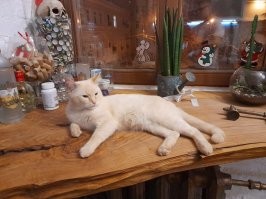 20+ любопытных фактов о наших любимцах - кошках