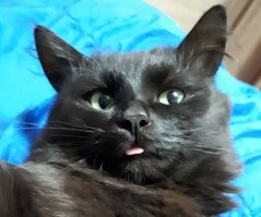 15 фотографий котов, которые впали в экзистенциальный кризис