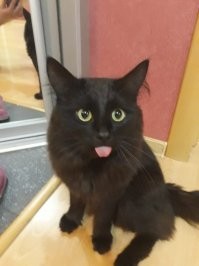 15 фотографий котов, которые впали в экзистенциальный кризис