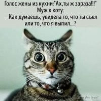20+ любопытных фактов о наших любимцах - кошках