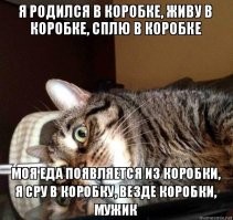 15 фотографий котов, которые впали в экзистенциальный кризис