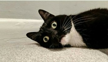 15 фотографий котов, которые впали в экзистенциальный кризис