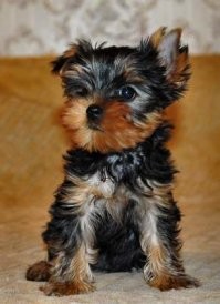 А это? Посмотри на настоящих йориков...  Заодно покажи мне на твоем фото обстриженной собаки полтушки белого цвета! А то я не увидел сослепу...