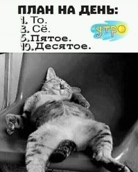 15 фотографий котов, которые впали в экзистенциальный кризис